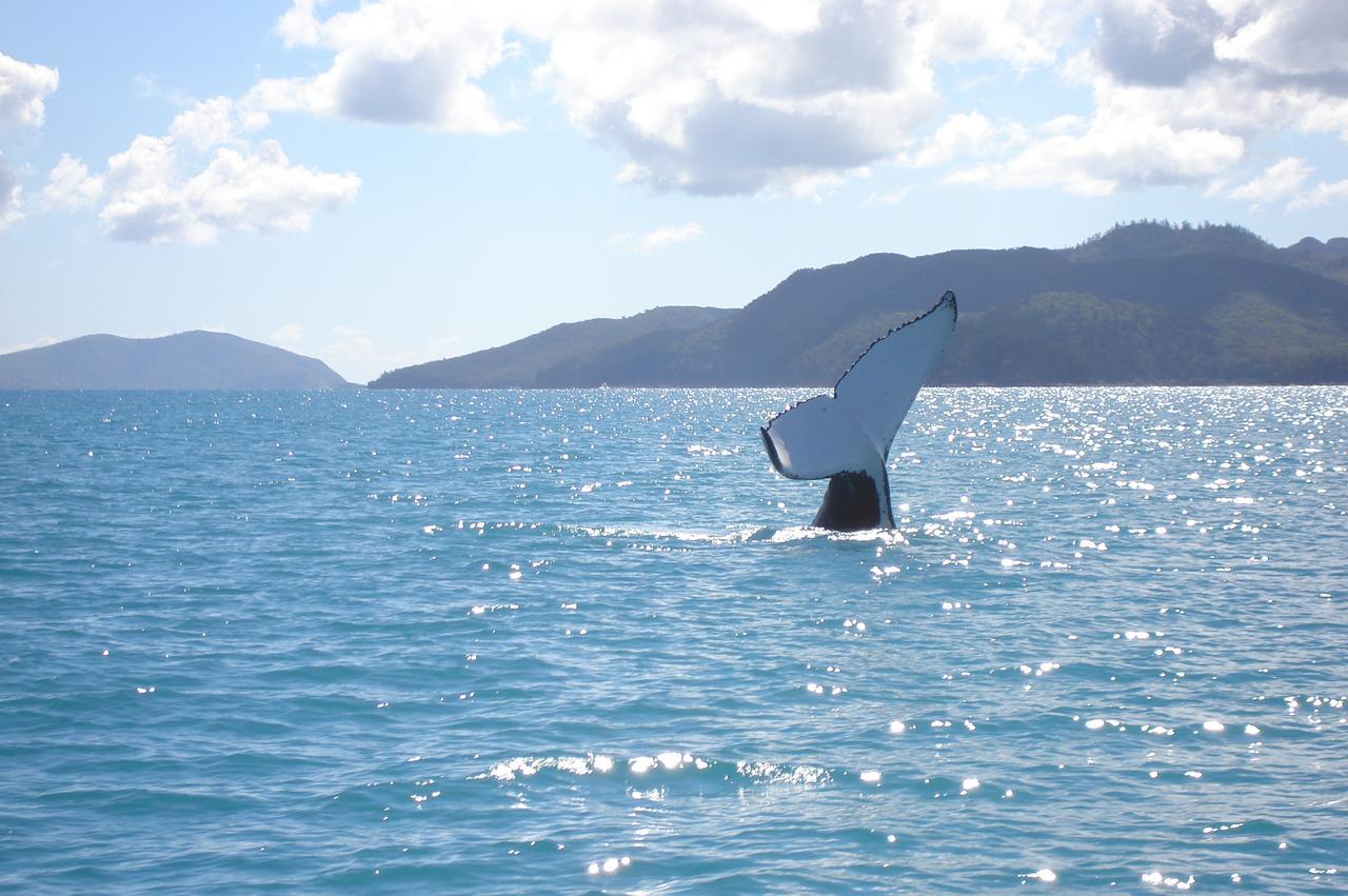 Marina View Apartment Airlie Beach Exterior foto